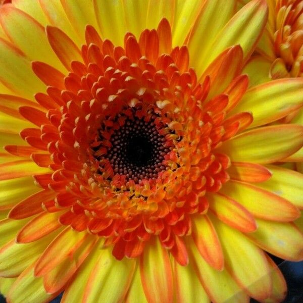 Gerbera spp. Flower