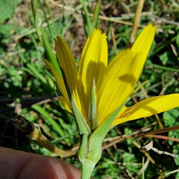 Tragopogon orientalis Flor