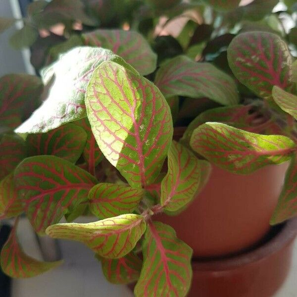 Fittonia albivenis Fuelha