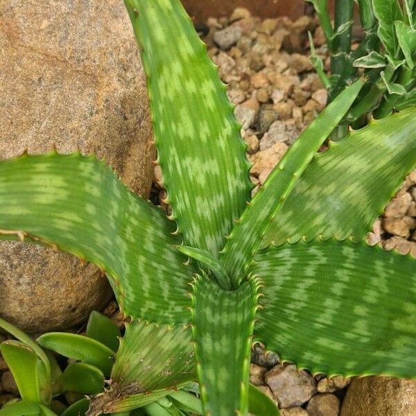 Aloe kilifiensis Folla