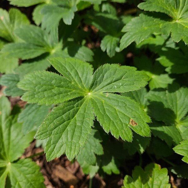 Astrantia major Fruit