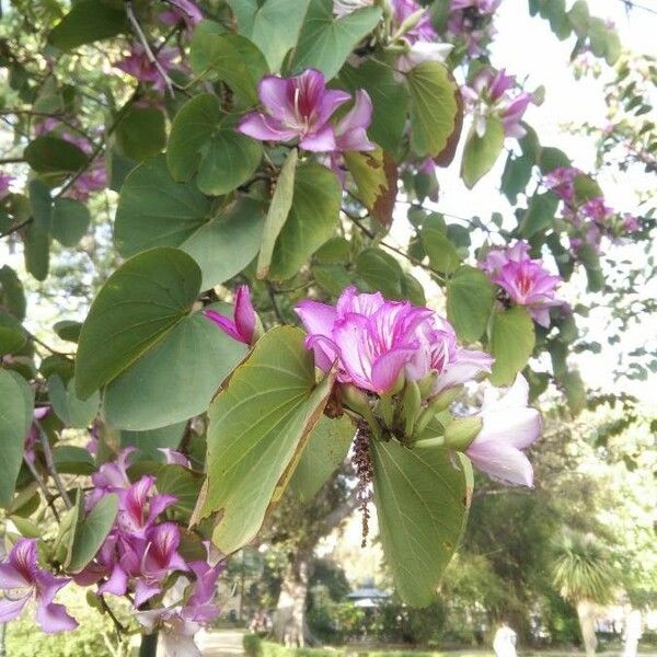 Bauhinia variegata 葉