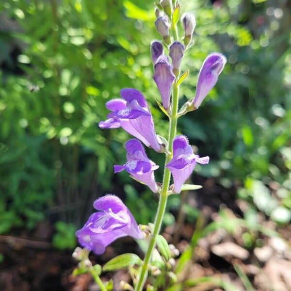 Scutellaria integrifolia Blomst