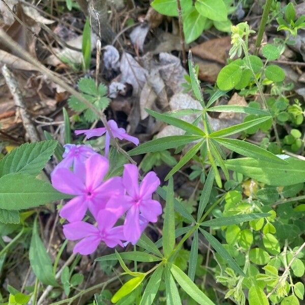 Phlox pilosa Fiore