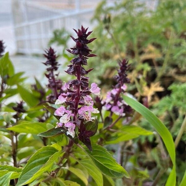 Ocimum kilimandscharicum Blomst