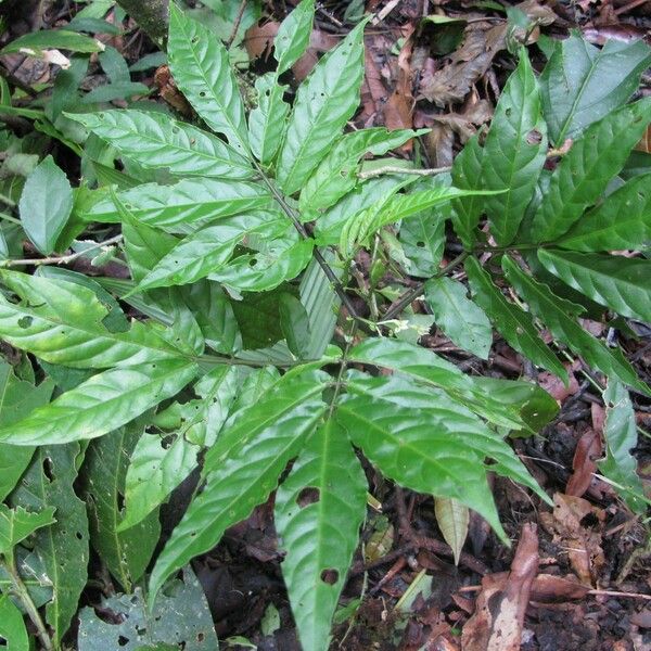 Solanum trizygum Leaf