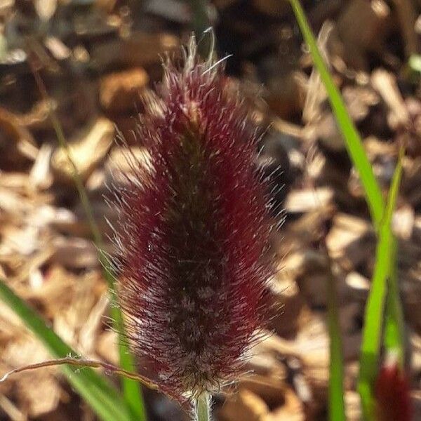 Lagurus ovatus Blüte