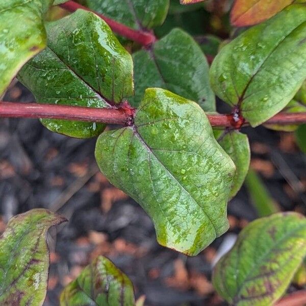 Hypericum androsaemum Leaf