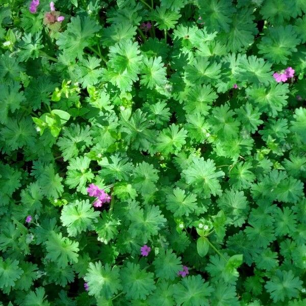 Geranium molle Habit