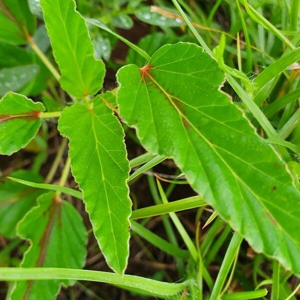 Monsonia longipes Blad