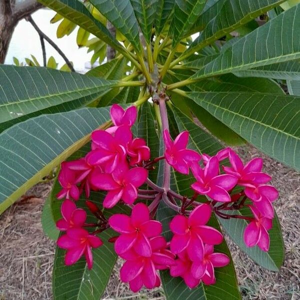 Plumeria rubra Цветок