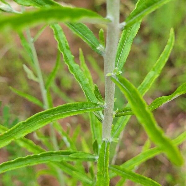 Pseudognaphalium obtusifolium Folio