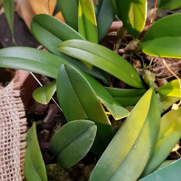 Bulbophyllum gracillimum Folha