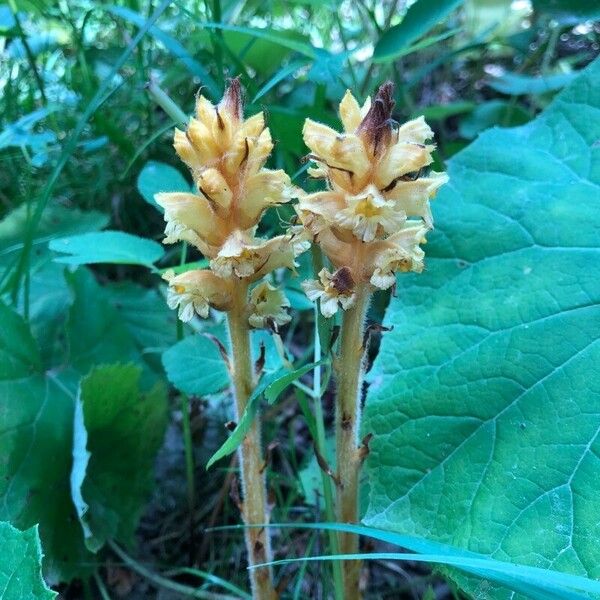 Orobanche flava Kwiat