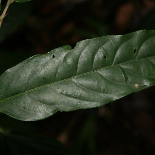 Ryania speciosa Leaf