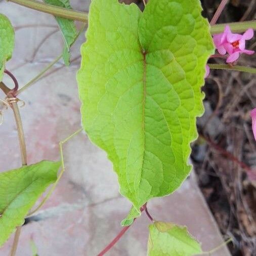 Antigonon leptopus 葉