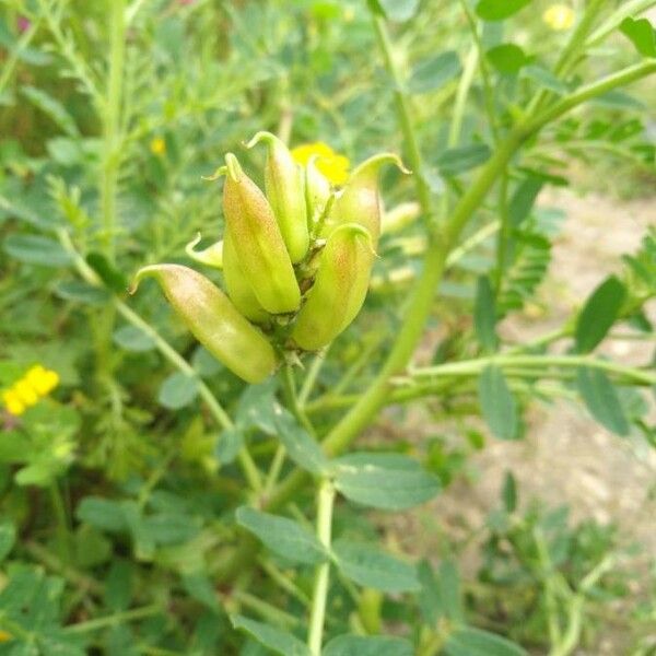 Astragalus boeticus Owoc