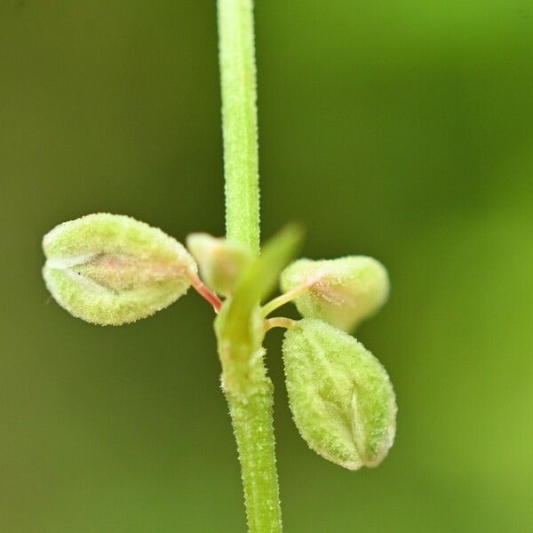 Fallopia convolvulus Fruto