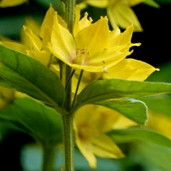 Lysimachia punctata Flower