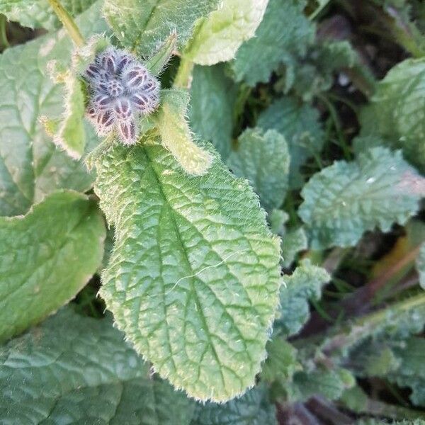 Borago officinalis Lehti