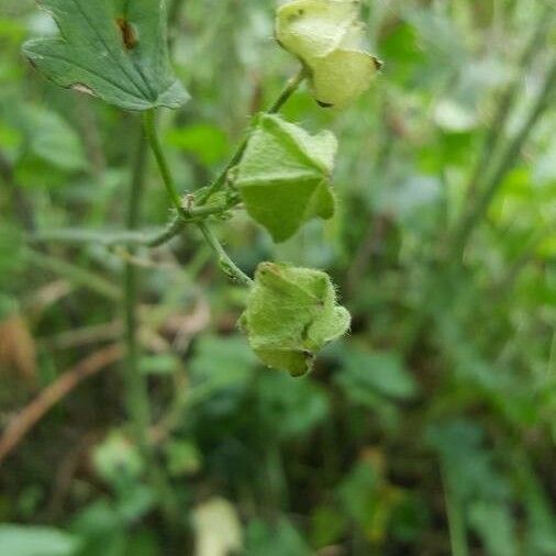 Malva alcea Plod