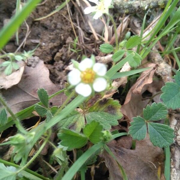 Potentilla pedata Bloem