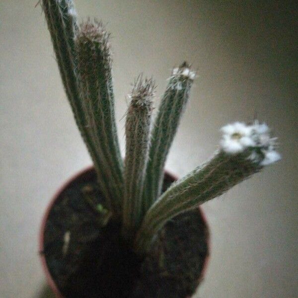 Echinocereus poselgeri Leaf