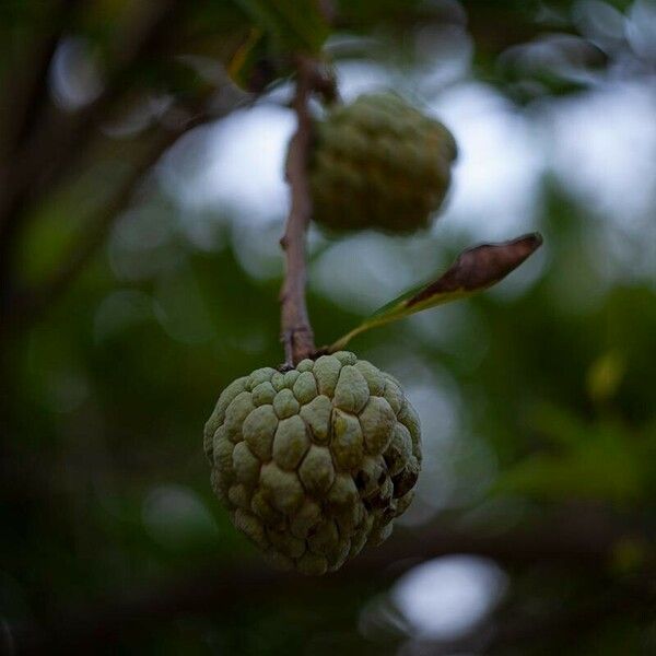 Annona squamosa Fruit