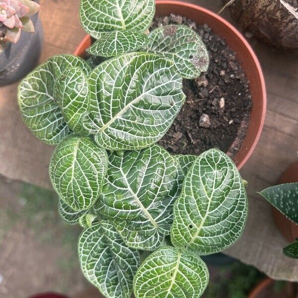 Fittonia albivenis Liść