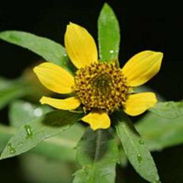 Bidens cernua Floare