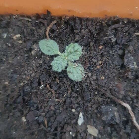 Coldenia procumbens Feuille