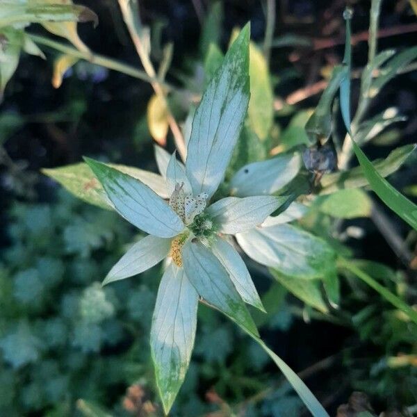 Monarda punctata Цветок