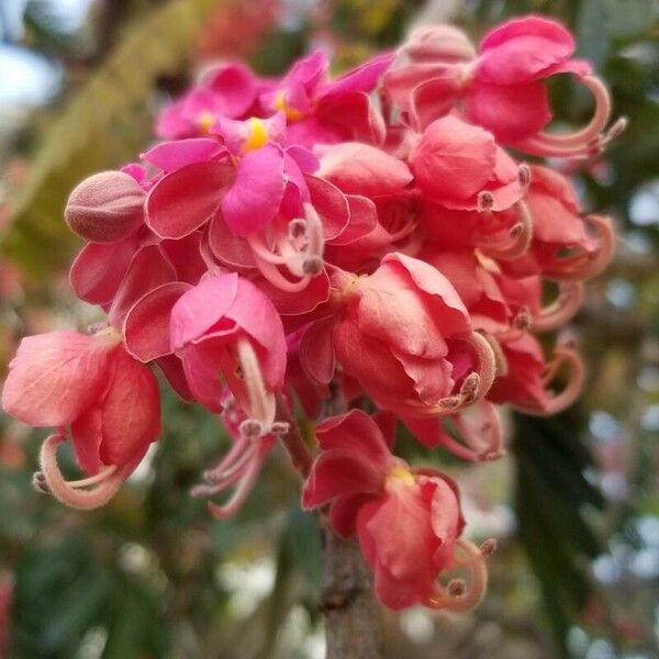 Cassia grandis Kwiat