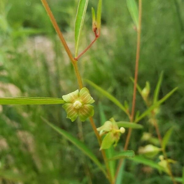 Ludwigia alternifolia Kukka