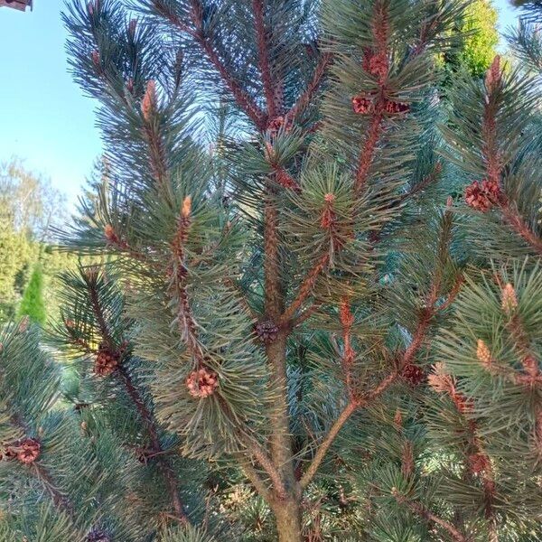 Pinus mugo Habit