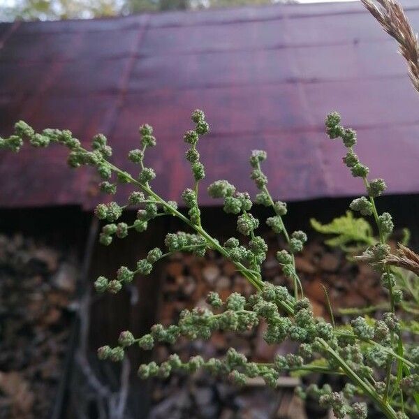 Chenopodium album Blad