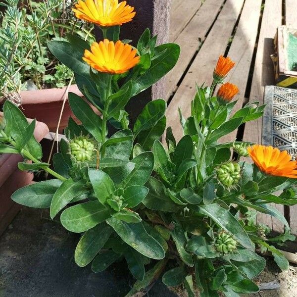 Calendula stellata Хабит