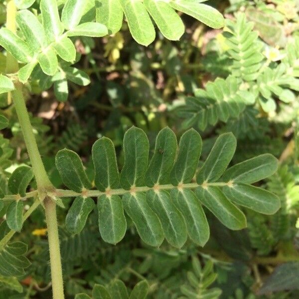 Tribulus cistoides Leaf