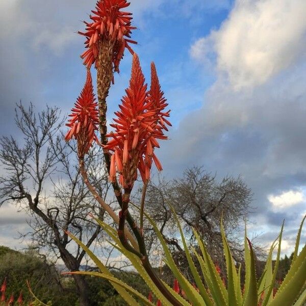 Aloe pluridens Other