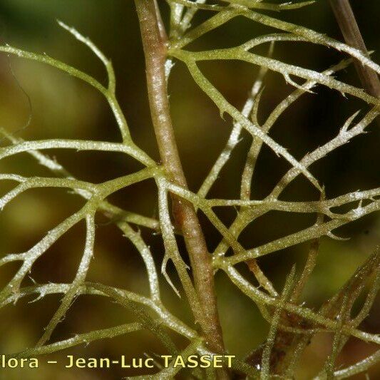 Utricularia stygia 果實