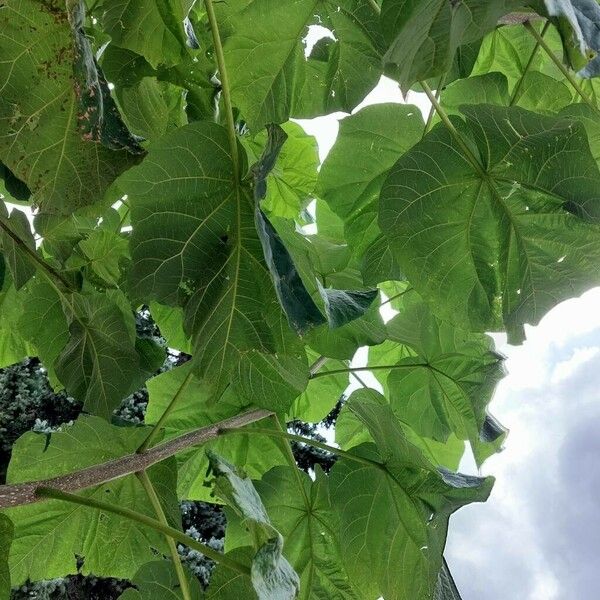 Paulownia tomentosa Folla