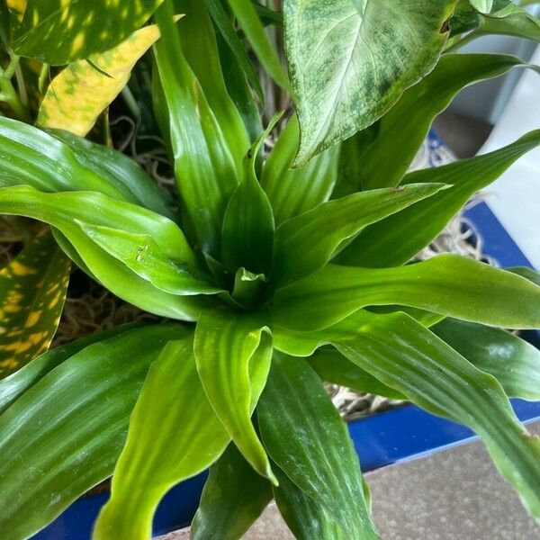 Dracaena fragrans Leaf