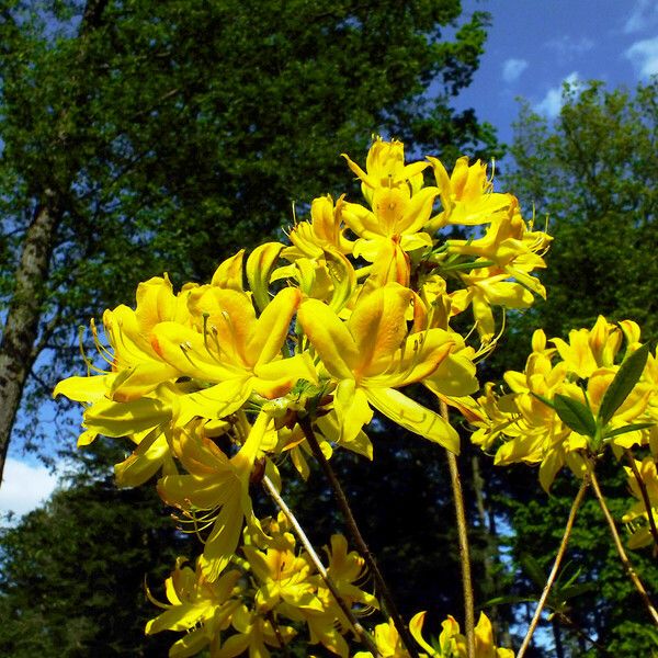 Rhododendron luteum Hábito