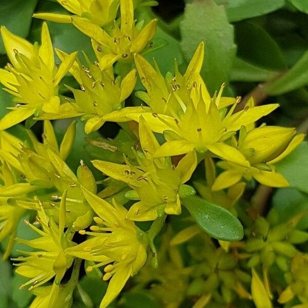 Sedum sarmentosum Flower