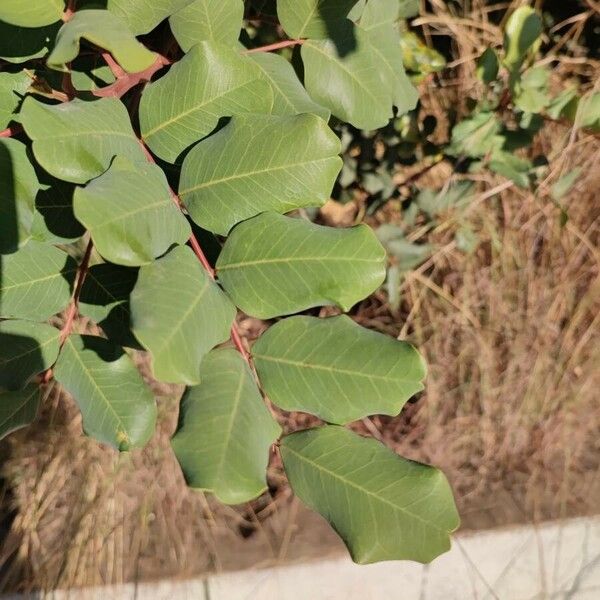 Ceratonia siliqua Leaf