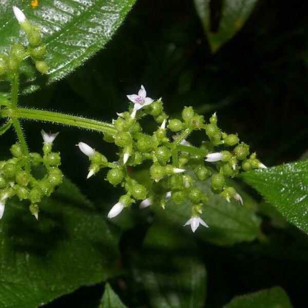 Aciotis rubricaulis Virág