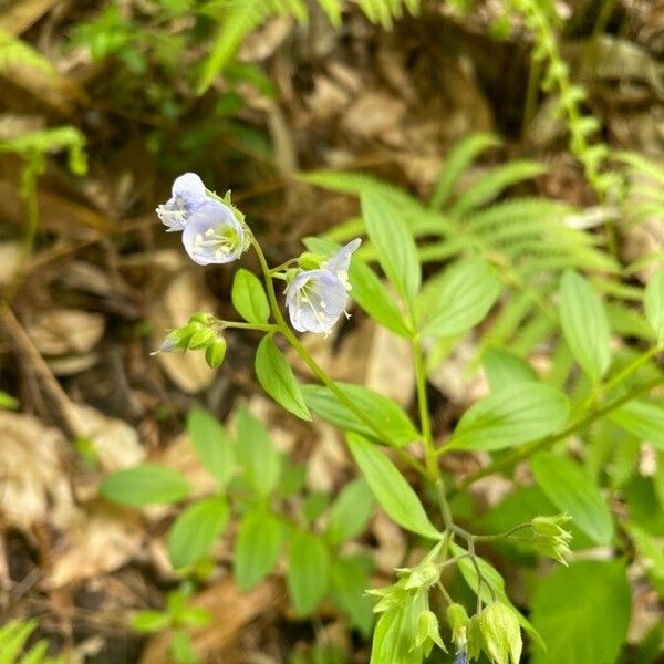 Polemonium reptans Flower