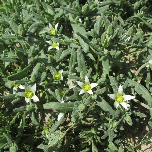 Aizoanthemum hispanicum Habit