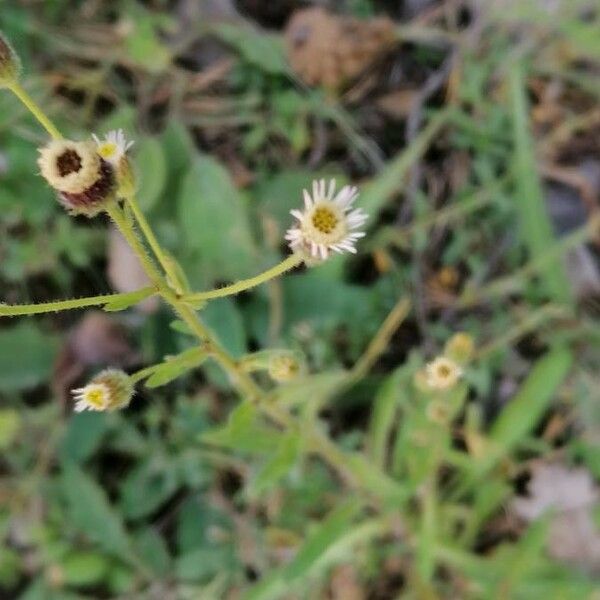 Erigeron acris Flor