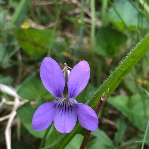 Viola canina Çiçek